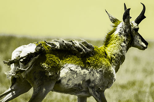 Fur Shedding Pronghorn Walking Along Grass (Yellow Tone)