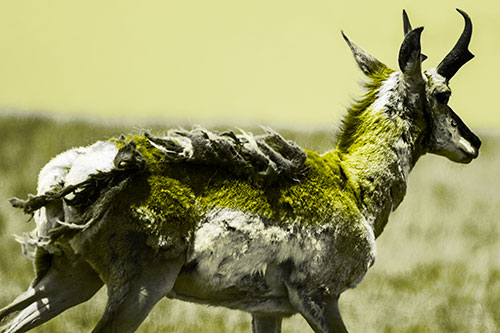 Fur Shedding Pronghorn Walking Along Grass (Yellow Tone Photo)