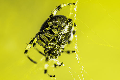 Furrow Orb Weaver Spider Descends Down Web (Yellow Tone)