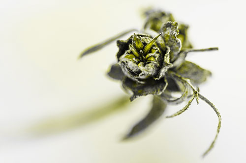 Fuzzy Blossoming Willow Cone Gall Midge (Yellow Tone Photo)