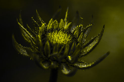 Fuzzy Unfurling Sunflower Bud Blooming (Yellow Tone Photo)