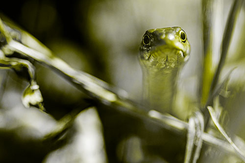 Garter Snake Peeking Head Above Sticks (Yellow Tone)