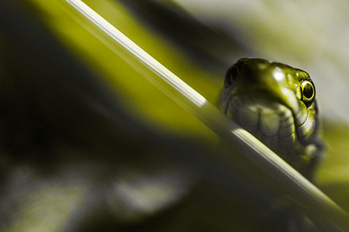 Garter Snake Peeking Head Over Dried Fescue Grass Blade (Yellow Tone)