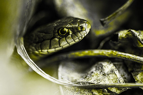 Garter Snake Peeking Out Dirt Tunnel (Yellow Tone Photo)
