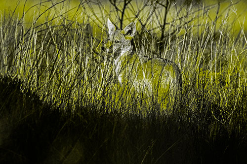 Gazing Coyote Watches Among Feather Reed Grass (Yellow Tone Photo)