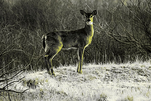 Gazing White Tailed Deer Standing Atop High Ground (Yellow Tone Photo)
