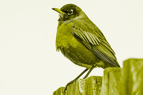 Glaring American Robin Standing Guard Atop Wooden Fence (Yellow Tone Photo)