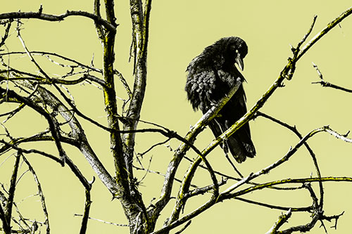 Glaze Eyed Crow Tilting Head Among Dead Tree Branches (Yellow Tone)