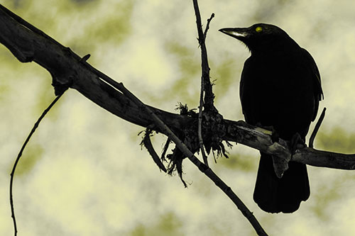 Glazed Eyed Crow Gazing Sideways Along Sloping Tree Branch (Yellow Tone Photo)