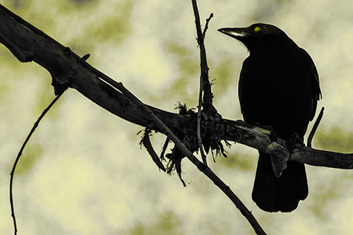 Glazed Eyed Crow Gazing Sideways Along Sloping Tree Branch (Yellow Tone)