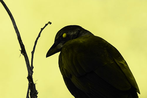 Glazed Eyed Crow Hunched Over Atop Tree Branch (Yellow Tone Photo)