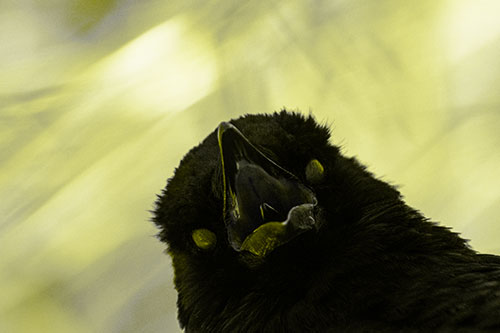 Glazed Eyed Tongue Screaming Crow (Yellow Tone Photo)