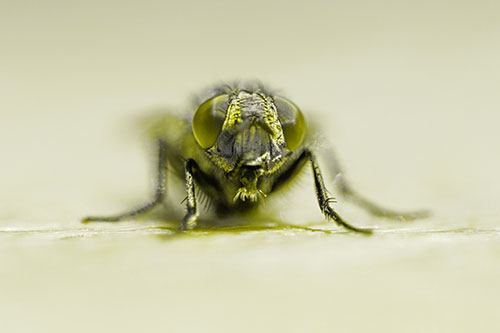 Glistening Cluster Fly Sticking Tongue Out (Yellow Tone)