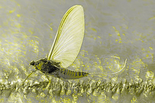 Glistening Mayfly Enjoying Bright Sunlight (Yellow Tone)