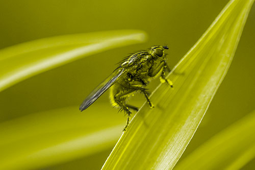 Golden Dung Fly Perched Along Sloping Fescue Grass Blade (Yellow Tone)