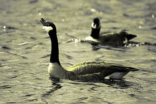 Goose Honking Loudly On Lake Water (Yellow Tone Photo)