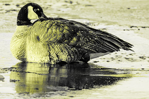 Goose Resting Atop Ice Frozen River (Yellow Tone Photo)