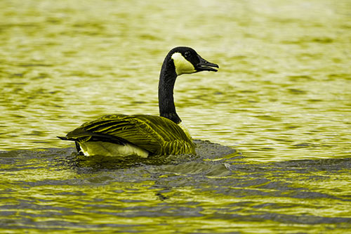 Goose Swimming Down River Water (Yellow Tone Photo)