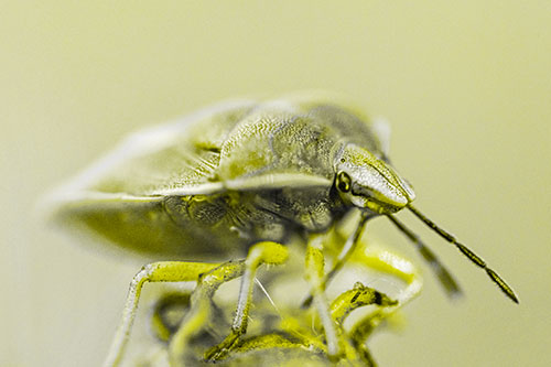 Gorse Shieldbug Standing Atop Gumplant (Yellow Tone)
