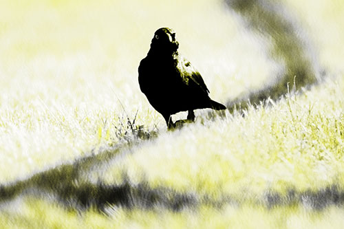 Grackle Bird Walking Down Shadow Line (Yellow Tone Photo)