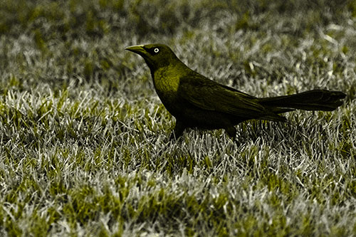 Grackle Walking Among Fresh Cut Grass (Yellow Tone)