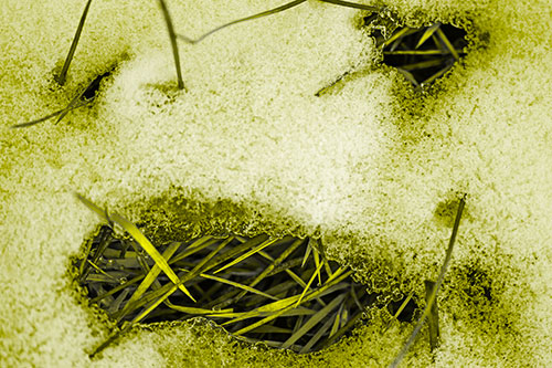 Grass Blade Face Pierces Through Melting Snow (Yellow Tone Photo)
