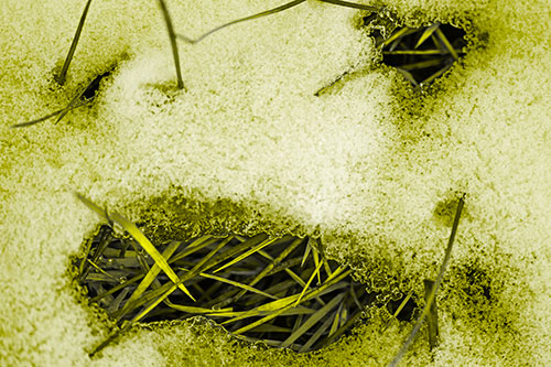 Grass Blade Face Pierces Through Melting Snow (Yellow Tone)