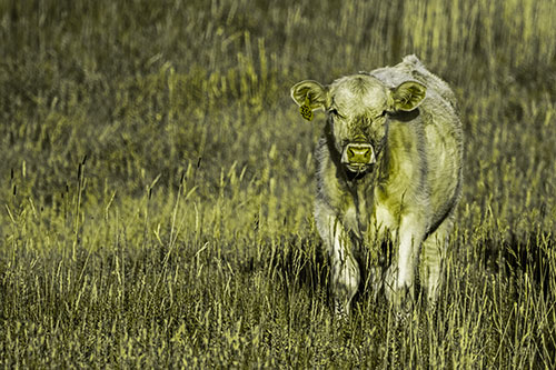 Grass Chewing Cow Spots Intruder (Yellow Tone Photo)