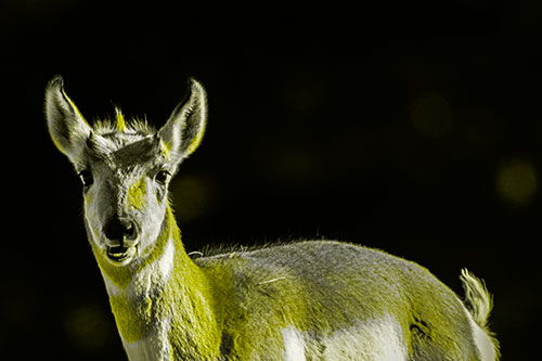 Grass Chewing Pronghorn Watches Ahead (Yellow Tone Photo)