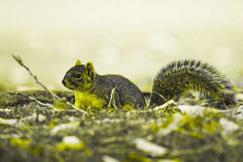 Grass Crouching Squirrel Beyond Broken Tree Branch (Yellow Tone Photo)