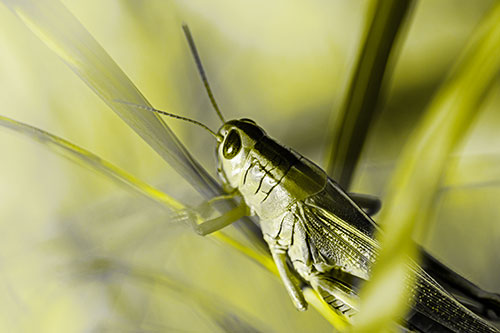 Grasshopper Clasps Ahold Multiple Grass Blades (Yellow Tone Photo)