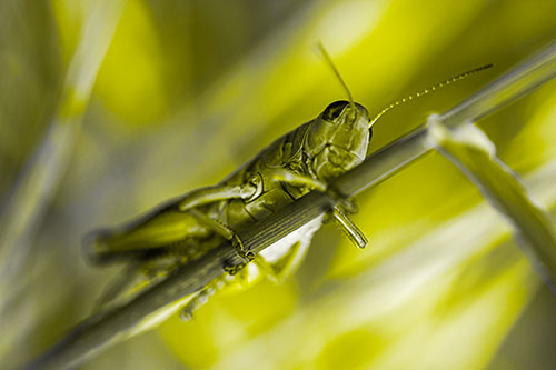 Grasshopper Cuddles Grass Blade Tightly (Yellow Tone Photo)