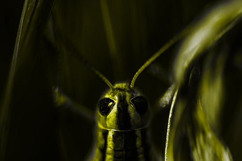 Grasshopper Holds Tightly Among Windy Grass Blades (Yellow Tone Photo)