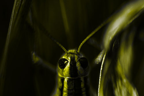 Grasshopper Holds Tightly Among Windy Grass Blades (Yellow Tone)