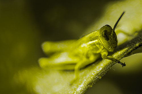 Grasshopper Laying Down Atop Leaf Petal (Yellow Tone Photo)