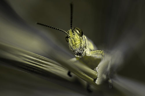 Grasshopper Rides Grass Blades Among Wind (Yellow Tone)
