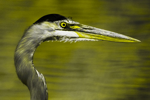 Great Blue Heron Beyond Water Reed Grass (Yellow Tone Photo)