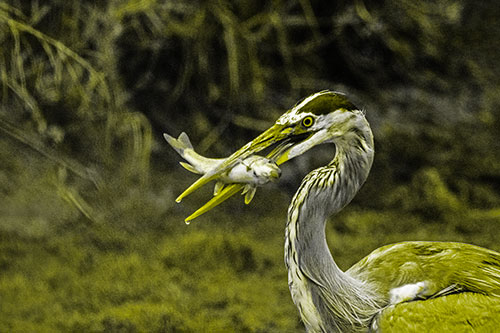 Great Blue Heron Clamps Trout Fish Between Beak (Yellow Tone)