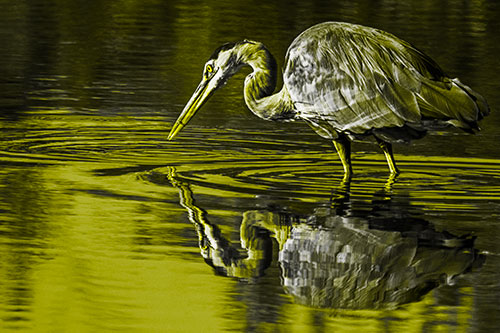 Great Blue Heron Snatches Pond Fish (Yellow Tone Photo)