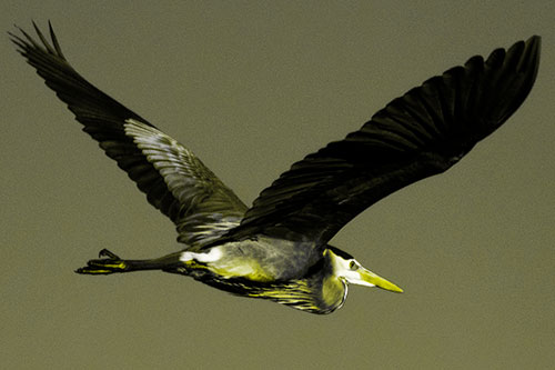 Great Blue Heron Soaring The Sky (Yellow Tone Photo)