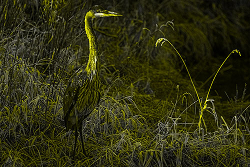 Great Blue Heron Standing Tall Among Feather Reed Grass (Yellow Tone Photo)