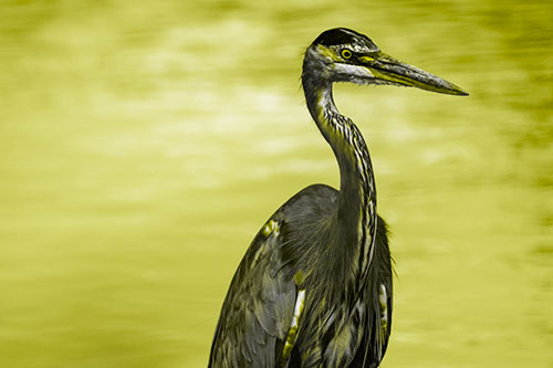 Great Blue Heron Standing Tall Among River Water (Yellow Tone Photo)