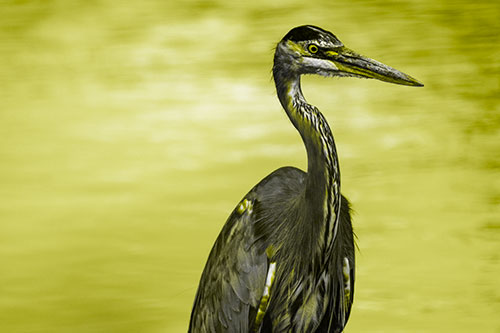 Great Blue Heron Standing Tall Among River Water (Yellow Tone)