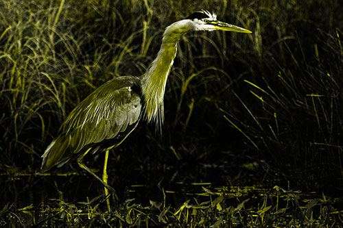 Great Blue Heron Wading Across River (Yellow Tone Photo)