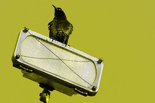 Great Tailed Grackle Keeping Watch Atop Light Pole (Yellow Tone)