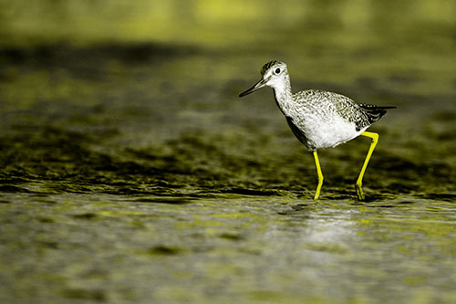 Greater Yellowlegs Bird Walking On River Water (Yellow Tone Photo)