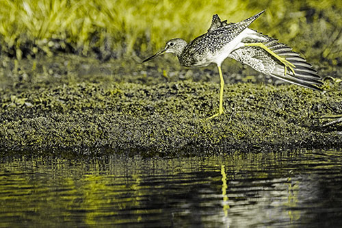 Greater Yellowlegs Stretching Along River Shore (Yellow Tone)