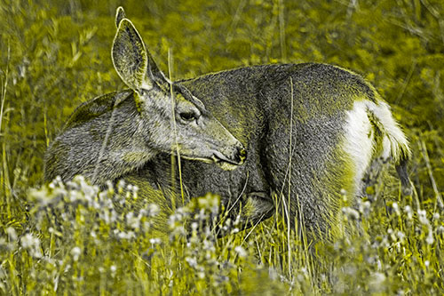 Grooming Mule Deer Bending Backwards Among Vegetation (Yellow Tone)