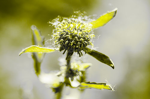Hairy Gumplant Flower Embracing Sunshine (Yellow Tone Photo)