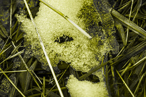 Half Melted Ice Face Smirking Among Reed Grass (Yellow Tone Photo)